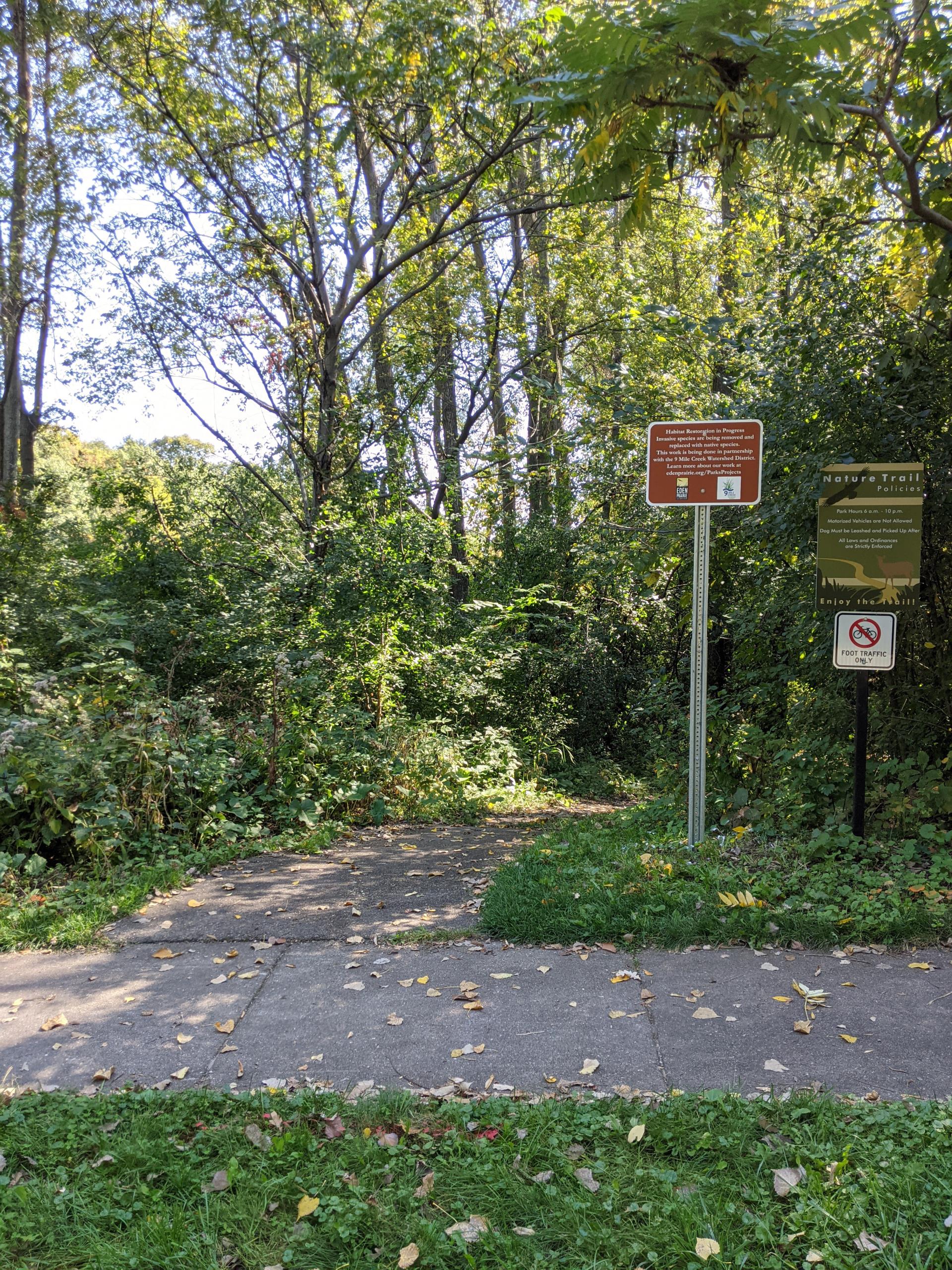 Parkland before buckthorn removal