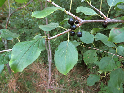 Buckthorn