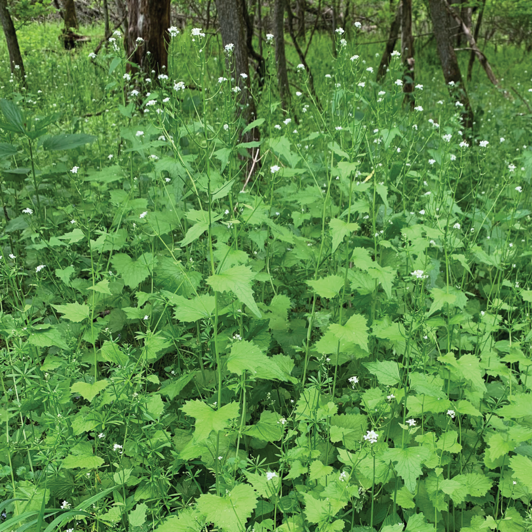 Garlic Mustard