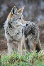 Coyote image