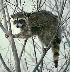 Raccoon image