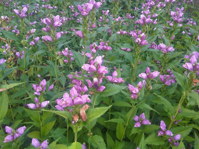 Native Landscaping Plants