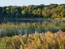 Wetlands