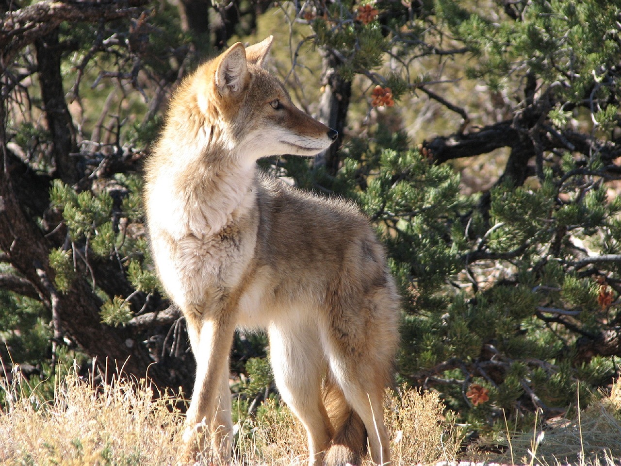 Urban Coyote