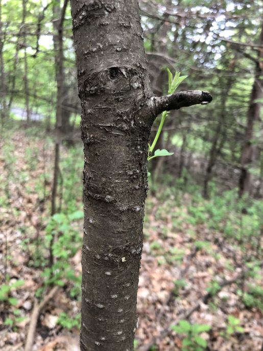 Buckthorn bark image