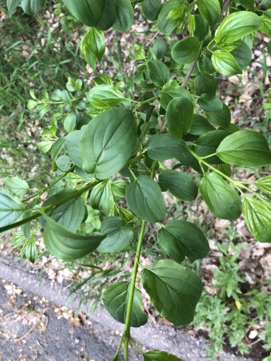 Buckthorn leaves image