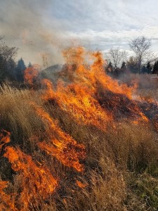 Controlled Prairie Burn